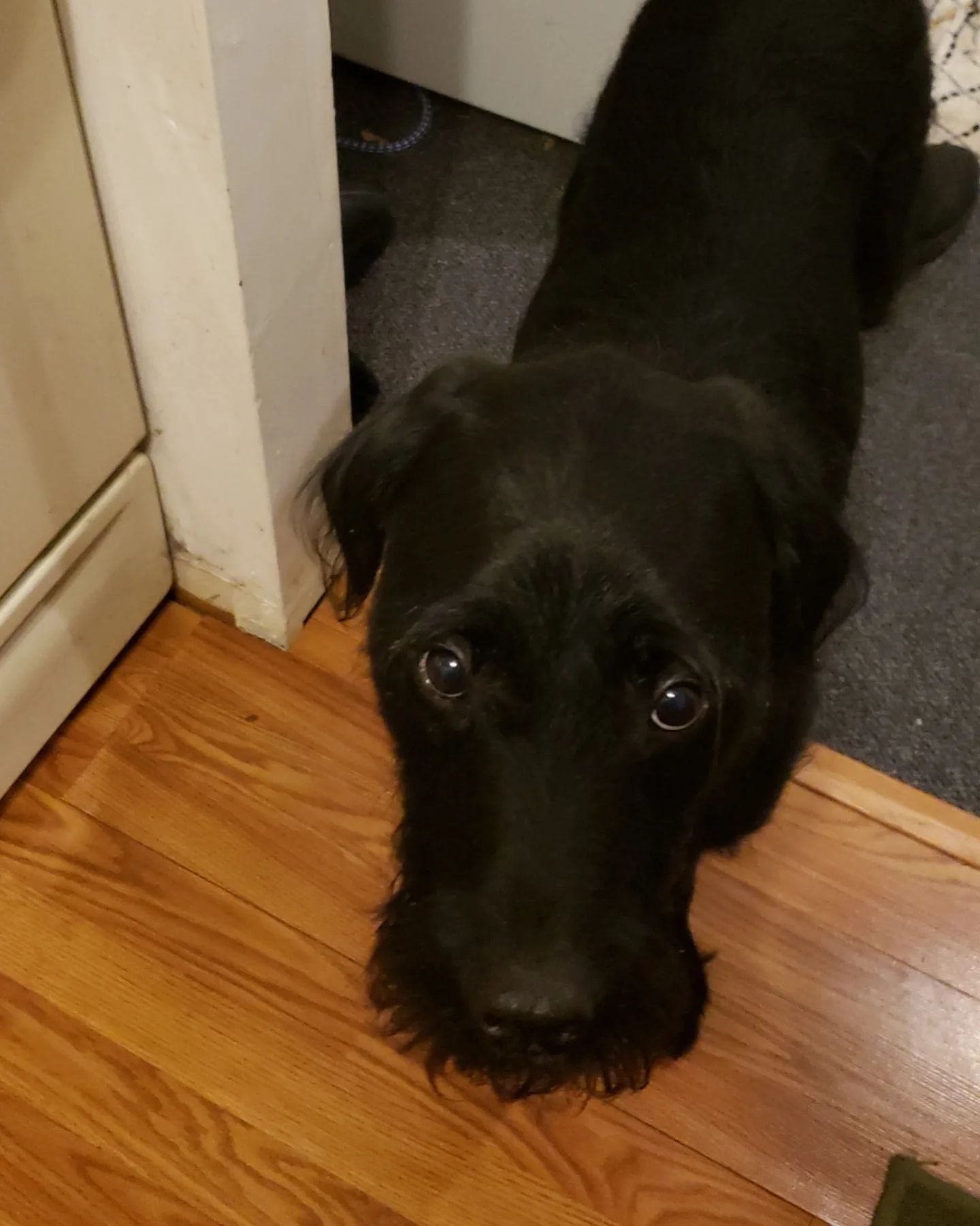 Roger looks guilty but this time he was just standing there watching me. #dogsofinstagram #rogerdoodle